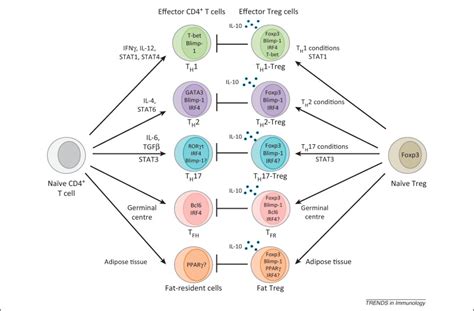 Differentiation and function of Foxp3+ effector regulatory T cells ...