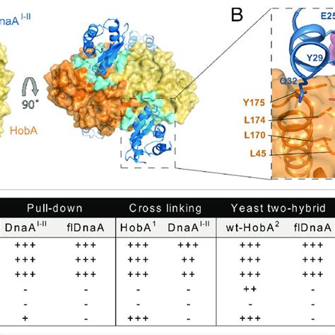 Structure of the HobA/DnaA I-II complex. (A) Picture depicting two... | Download Scientific Diagram