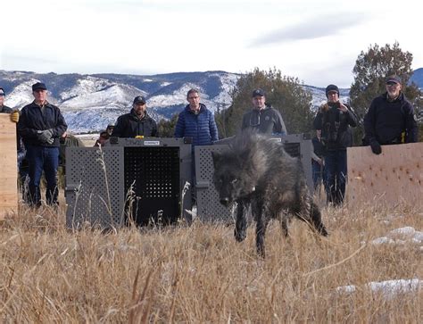 Five grey wolves released into Colorado | FOX31 Denver