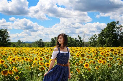 Sunflower fields