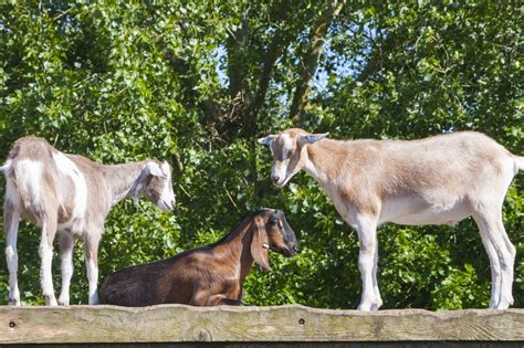 Goats Free Stock Photo - Public Domain Pictures