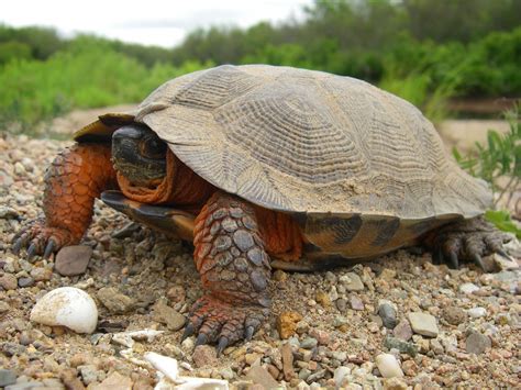 My guardian for Mother Earth | Wood turtle, Turtle, Pet birds