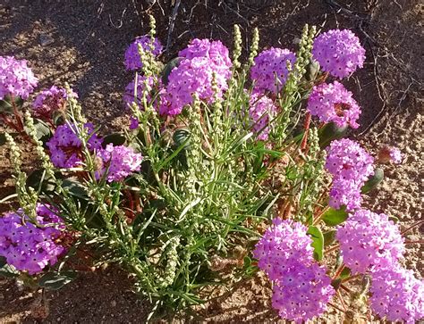 "Super bloom"--Wildflowers of Anza-Borrego Desert - Greg in San Diego