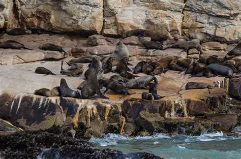 Seals in the Robberg Nature Reserve in South Africa