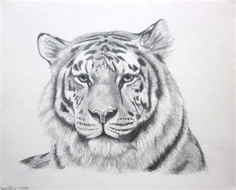 cat tiger art Panthera Tigris In Pencil original by LaurelMae