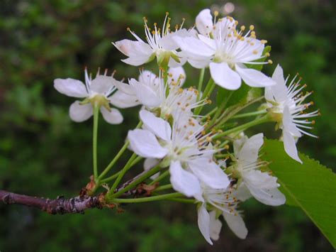 Pin Cherry - Prairie Gardens