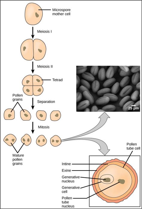 Sexual Reproduction in Angiosperms | Biology for Majors II