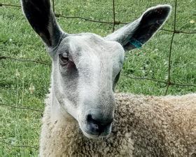 Bluefaced Leicester | Maryland Sheep and Wool Festival