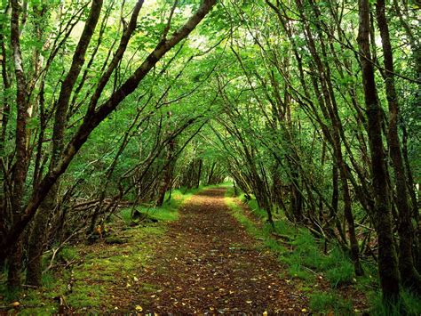 Nature Forest Path Wallpaper Picture #504 Wallpaper | High Resolution ...