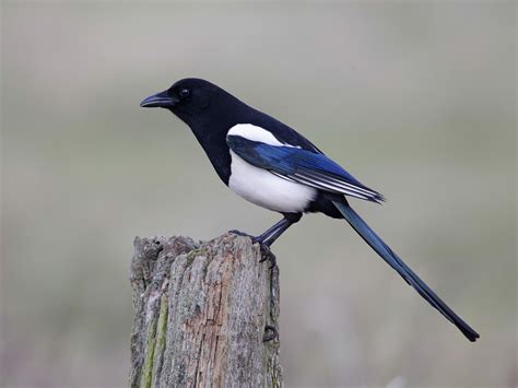 Magpie Bird Facts (Pica pica) | Bird Fact