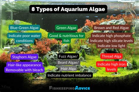 An In-Depth Guide To Different Types Of Aquarium Algae And How To Control Them