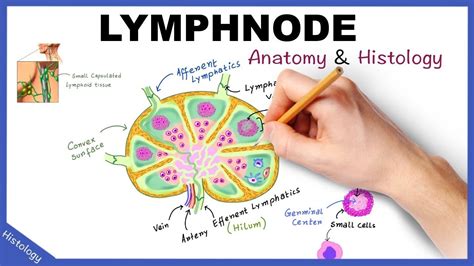 Structure Of Lymph Node Diagram