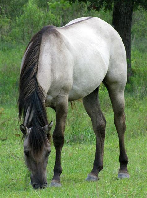 Grullo is a color of horses, and occurs in several different breeds. It is considered a part of ...