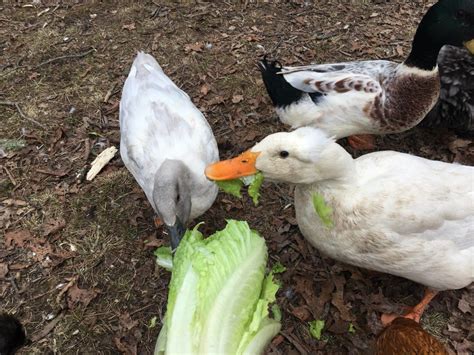 Treats your ducks will love! | Chicken treats, What to feed ducks, Duck feed