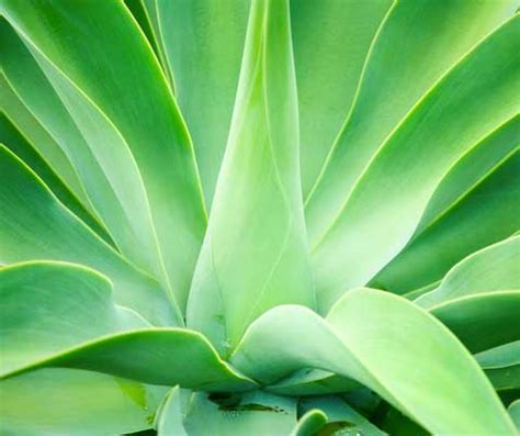 To agave or not to agave? | For Love of FoodFor Love of Food