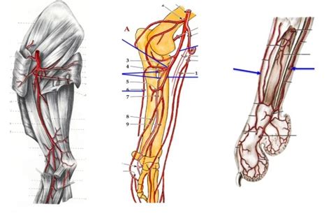 Canine Forelimb Arteries Diagram | Quizlet