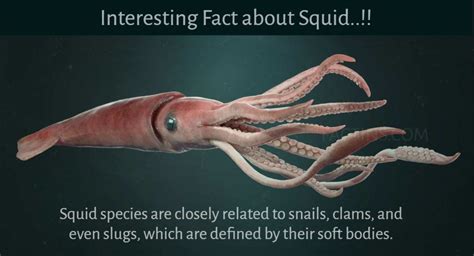 Giant Squid Facts For Kids | Bruin Blog