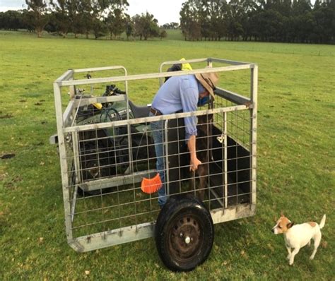 Stock handling equipment: Calf capture units aid in Breedplan recording + VIDEOS - Beef Central