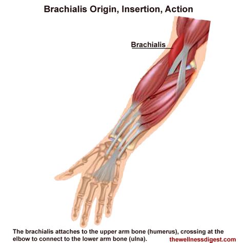 Brachialis: Origin, Insertion, Action - The Wellness Digest