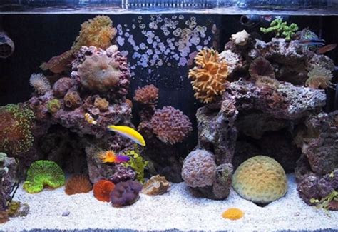 Reef Tank Zero Water Changes - Rin Aquarium Fish