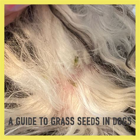 A Guide to Grass Seeds in Dogs | Grass Seed Season | DOGHOUSE