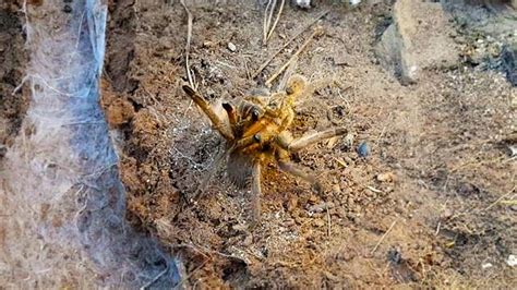 Tarantula Found Eating a Snake in Wild for First Time