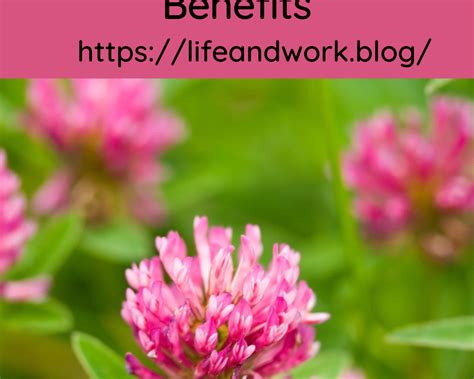 Mini Clover and Microclover Lawn Benefits