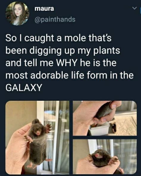 Moles are fricking cute | /r/wholesomememes | Wholesome Memes | Know Your Meme