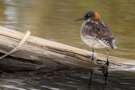 Red-necked Phalarope | Audubon Field Guide