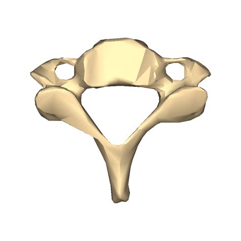 File:Cervical vertebra 4 close-up superior.png - Wikimedia Commons