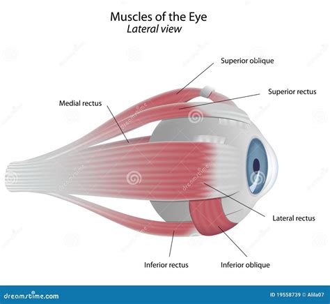 Muscles of the eye stock vector. Illustration of iris - 19558739