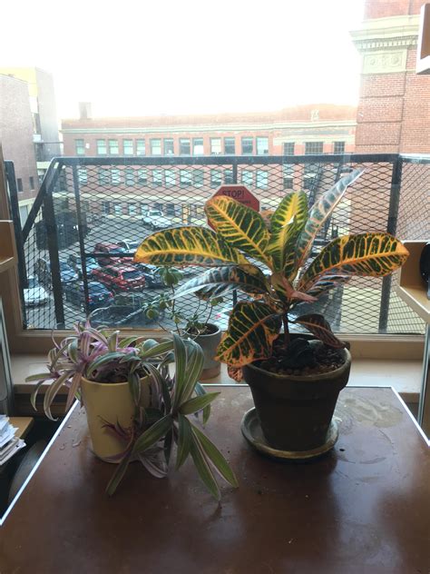 Office plants thriving : r/IndoorGarden