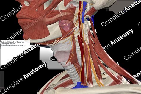 External Branch of Superior Laryngeal Nerve | Complete Anatomy