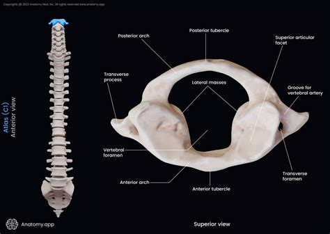 Atlas 1st Cervical Vertebra 3D Model 3D Model | ubicaciondepersonas.cdmx.gob.mx