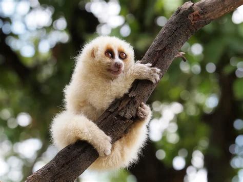 The Cute-but-Deadly Slow Loris Reserves Its Flesh-Rotting Venom for Its Peers | Smithsonian