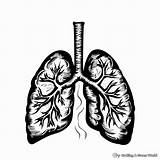 Lungs Coloring Pages  Free & Printable sketch template