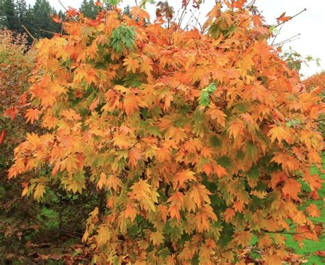 Acer japonicum Vitifolium | Japanese Maple | The Plant Store.