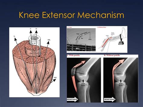 PPT - The Knee PowerPoint Presentation, free download - ID:2176746