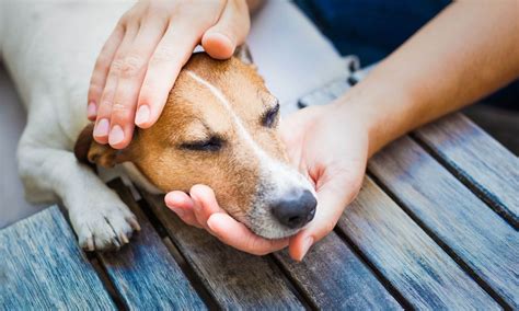 Love Petting Your Dog? New Study Says It Boosts Brain Activity