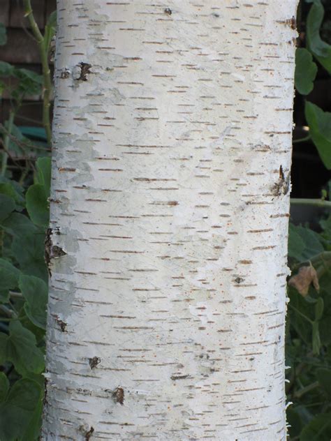 Birch Tree Bark 1 Free Photo Download | FreeImages