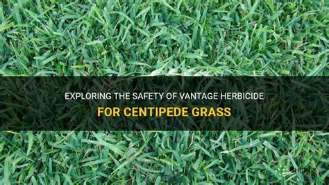 Exploring The Safety Of Vantage Herbicide For Centipede Grass | ShunCy