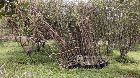 Pohon Trembesi di Jalan A Yani Martapura Bakal Diganti Jadi Pohon Tanjung - PojokBanua.com