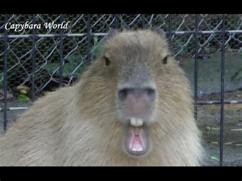 Capybara Makes Very, Very Funny Faces カピバラは非常に面白い顔を作ります - YouTube