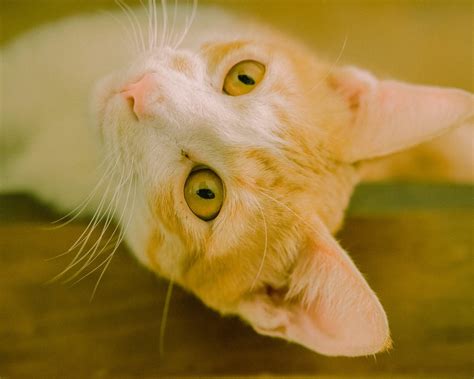 10 Things You Might Not Know About Your Cat's Eyes | FirstVet