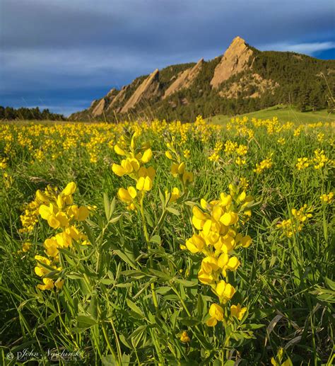 Golden Banner Flower - Thermopsis rhombifolia - Photo 07 - Scenic Colorado Pictures | Colorado ...