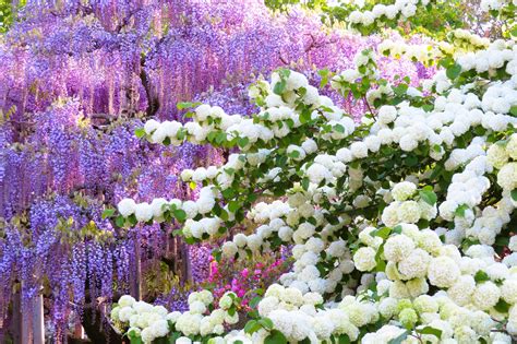 The great wisteria at Ashikaga Flower Park is already in full bloom ...