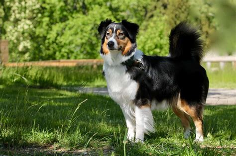 The Australian Shepherd Tail Mystery — Do They Have A Tail?