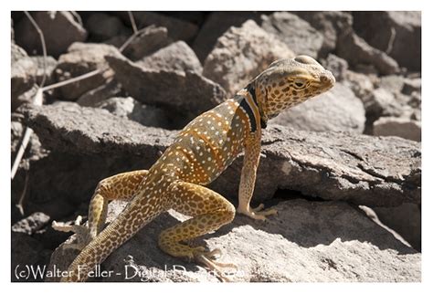 Collared Lizard