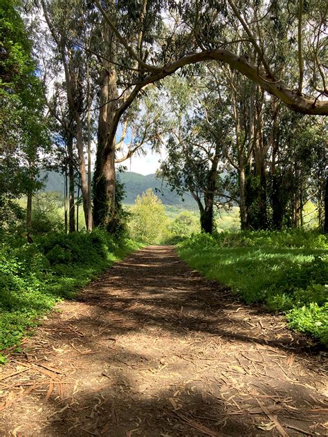 Hiking Trails At Andrew Molera State Park In Big Sur