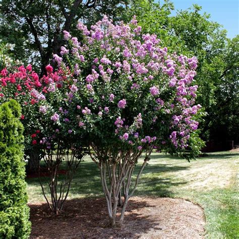 Catawba Crape Myrtles for Sale – FastGrowingTrees.com Backyard Garden ...